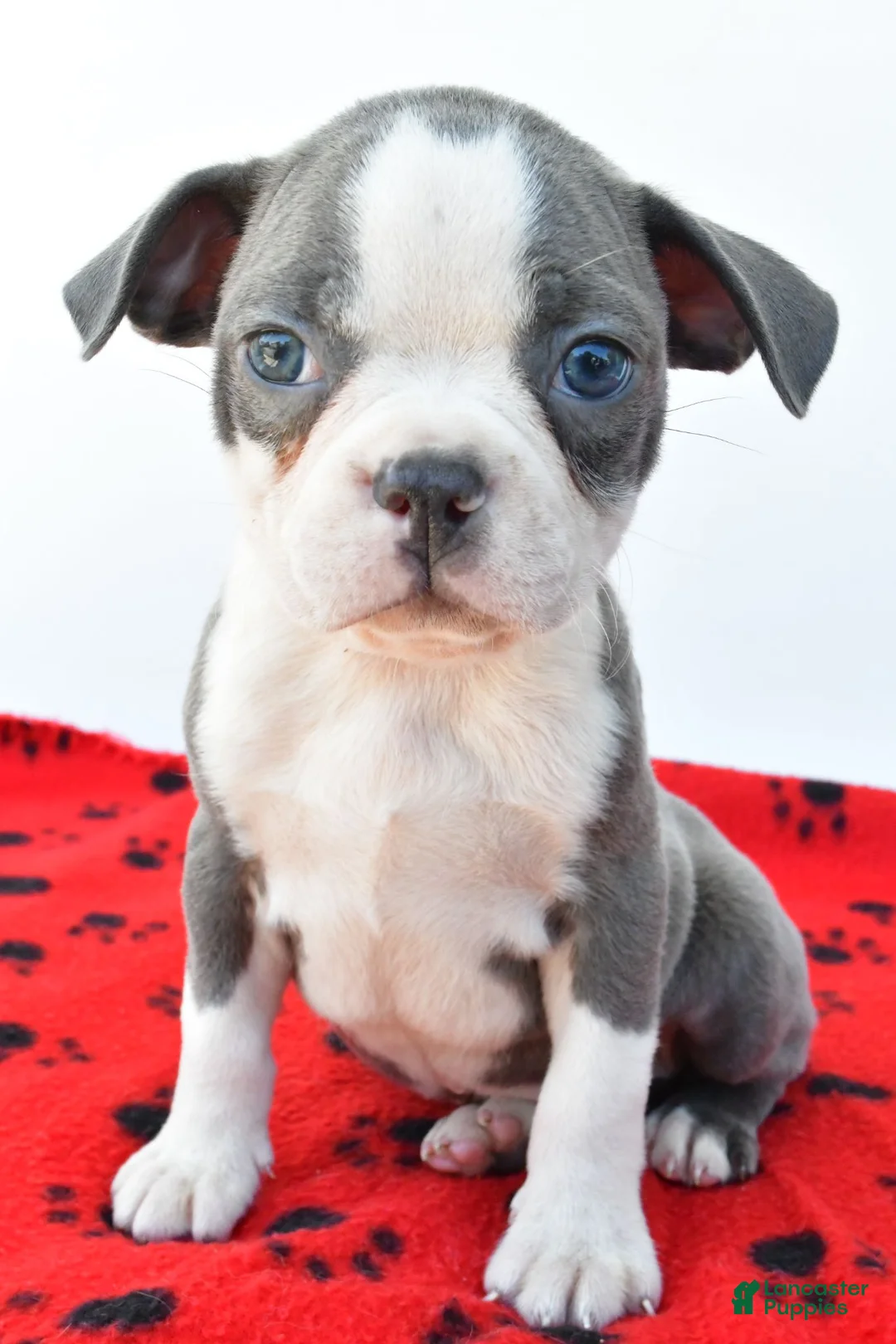 Boston Terrier dogs for sale: Ryder - Ad 1