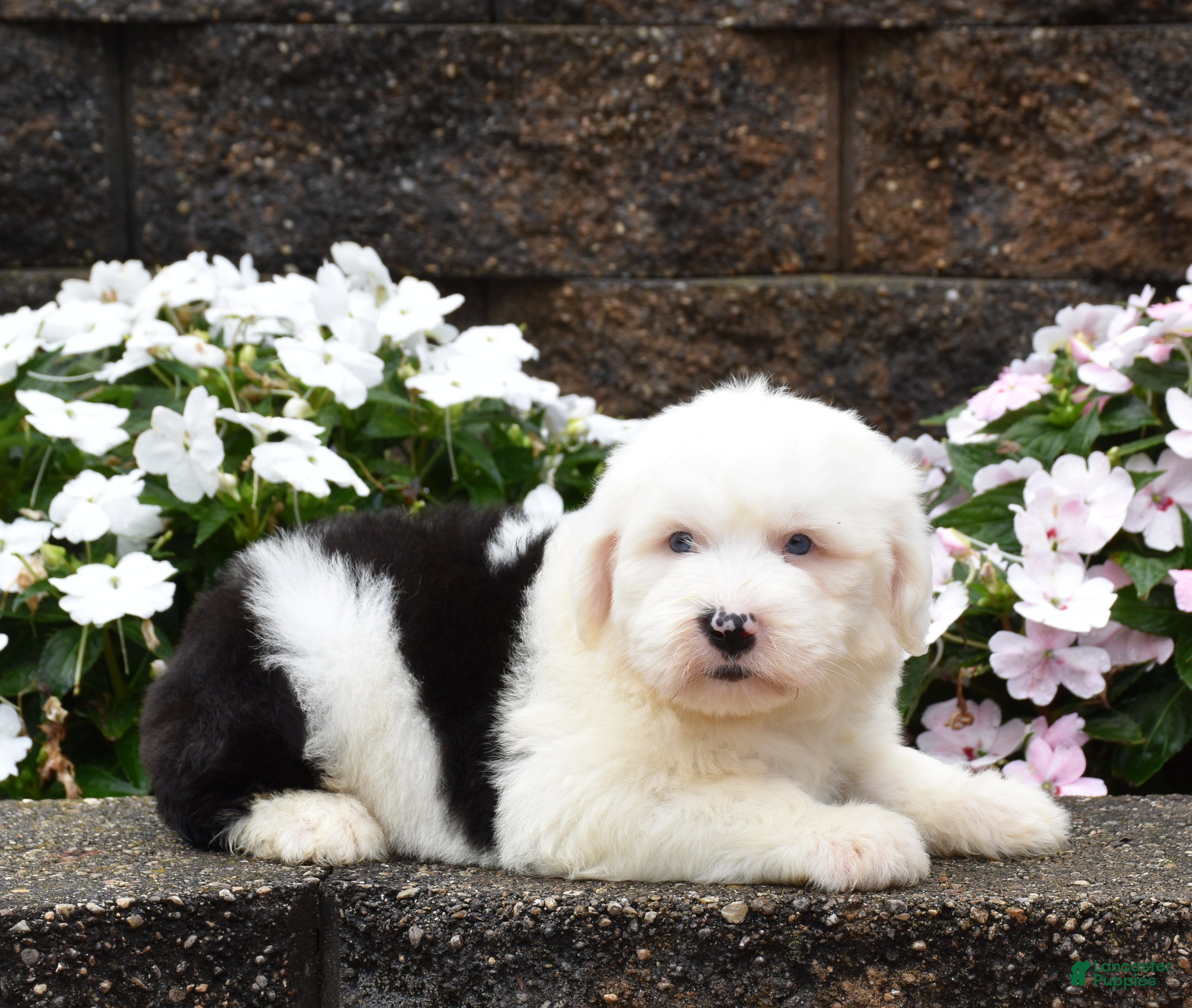 Old English Sheepdog dogs Maxie - Ad 2