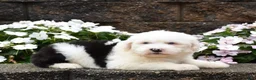 Old English Sheepdog dogs for sale: Maxie - Ad 2
