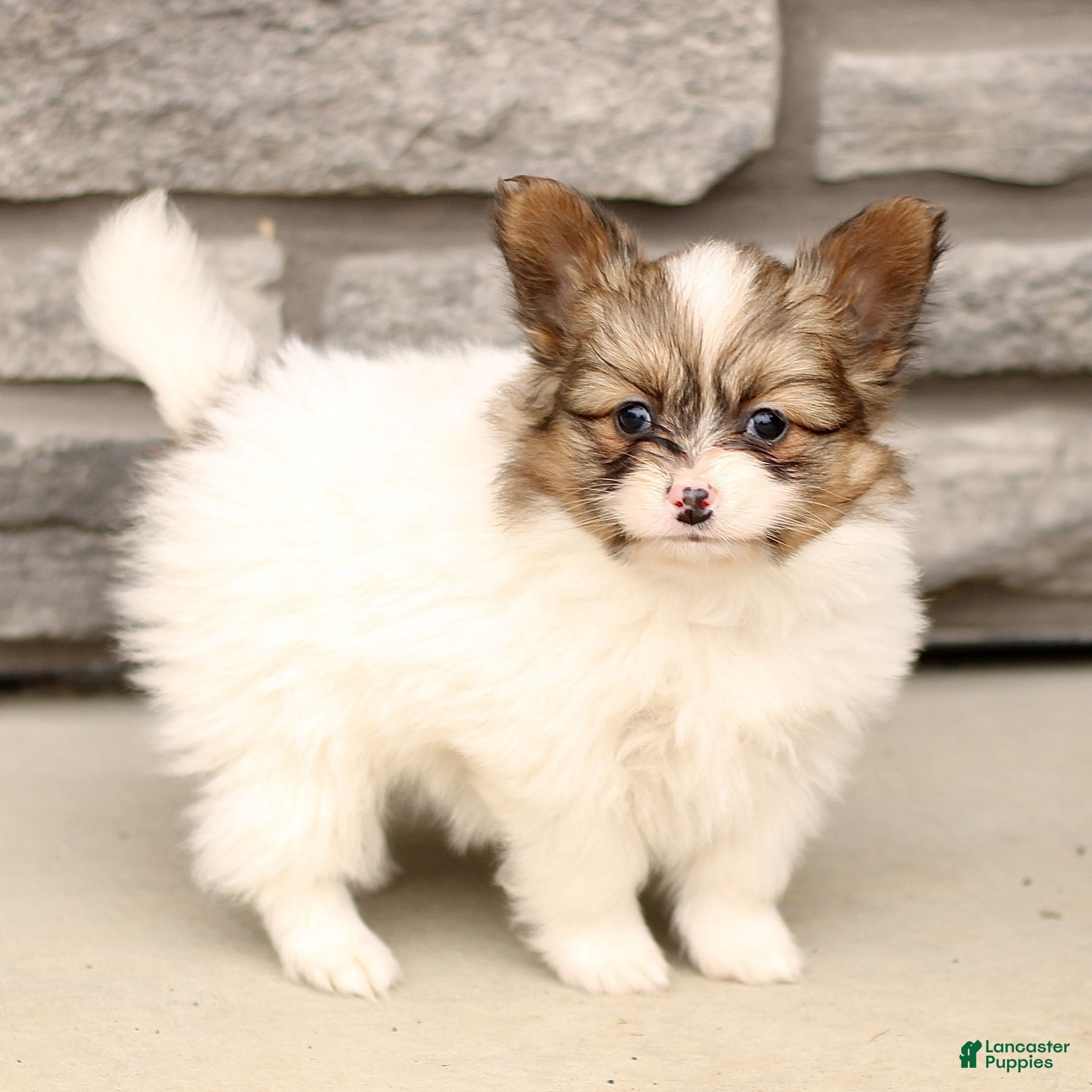 Papillon dogs Chase  - Ad 1