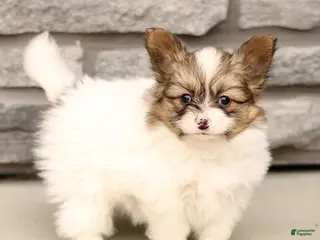 Papillon dogs for sale: Chase - Ad 3