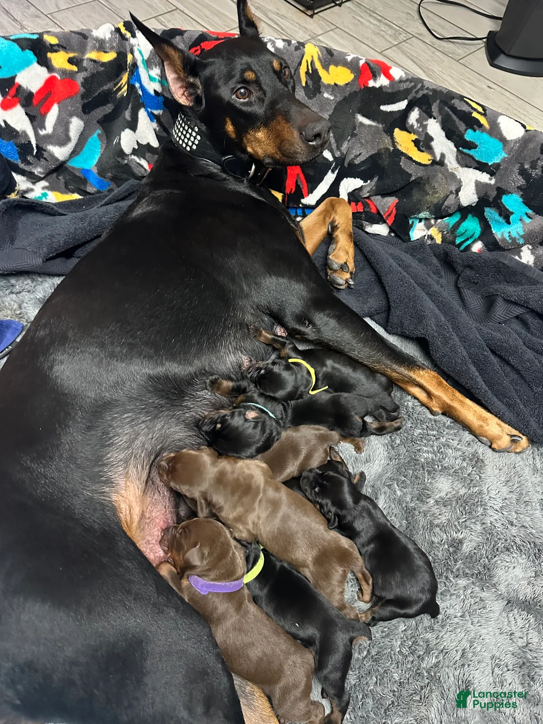 Doberman Pinscher dogs for sale: Doberman Pinscher Puppy 3 - Ad 2