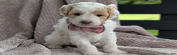 Mini Goldendoodle dogs for sale: Princess - Ad 3