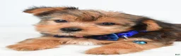 Yorkshire Terrier dogs for sale: Wyatt - Ad 3