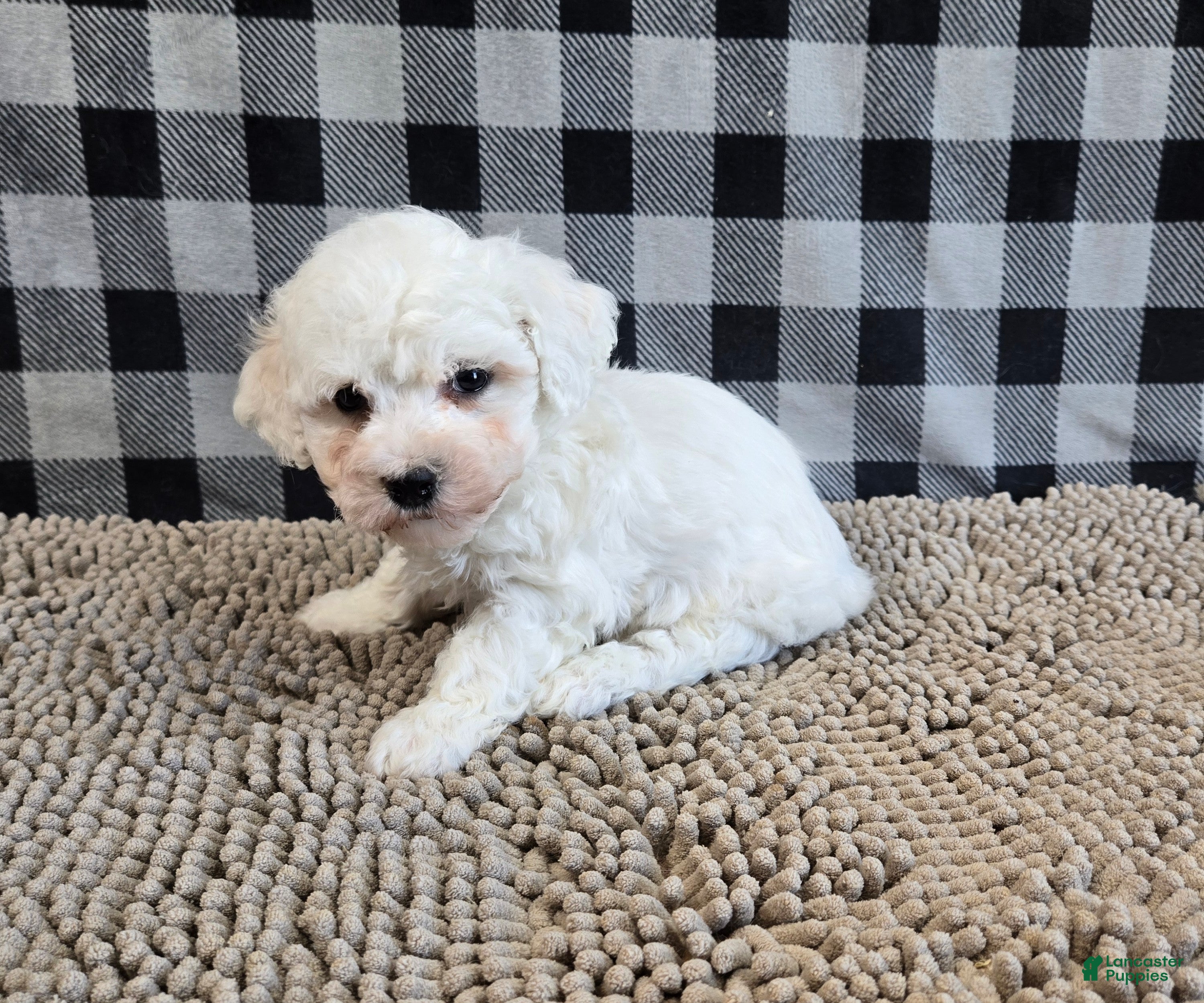 Bichon Frise dogs Benji - Ad 1