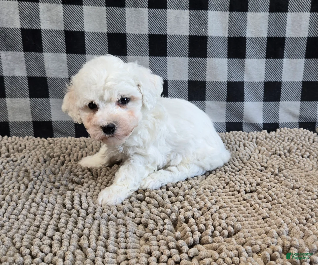Bichon Frise dogs for sale: Benji - Ad 1
