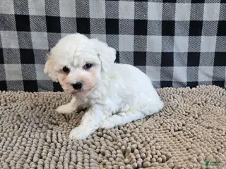 Bichon Frise dogs for sale: Benji - Ad 1