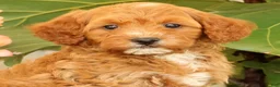 Cavapoo dogs for sale: AJ - Ad 9