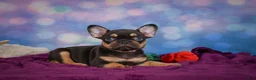 French Bulldog dogs for sale: Darla - Ad 6