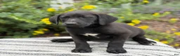 Mixed Breed dogs for sale: Gabby - Ad 10