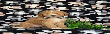 Mason Hypoallergenic