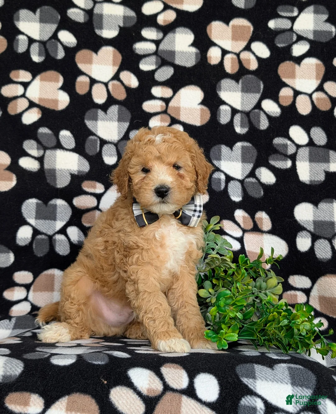 Mixed Breed dogs for sale: Mason Hypoallergenic - Ad 1