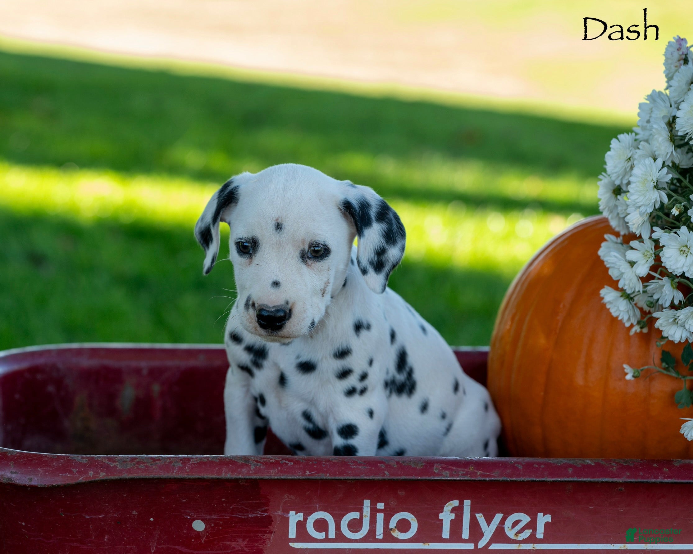 Dalmatian dogs Dash - Ad 1