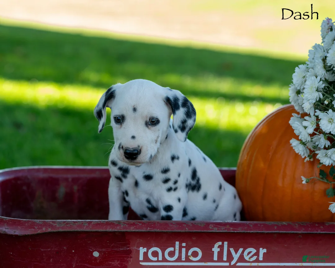 Dalmatian dogs for sale: Dash - Ad 1