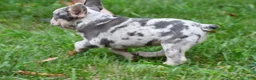 French Bulldog dogs for sale: Roxy - Ad 14