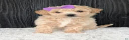 Bichpoo dogs for sale: Darla  - Ad 12