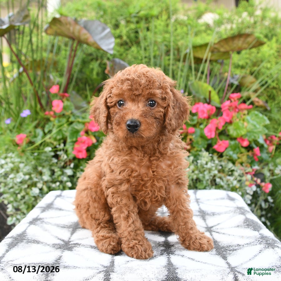 Toy Poodle dogs Rose - Ad 2