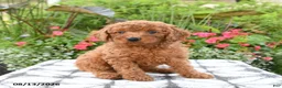 Toy Poodle dogs for sale: Rose - Ad 2