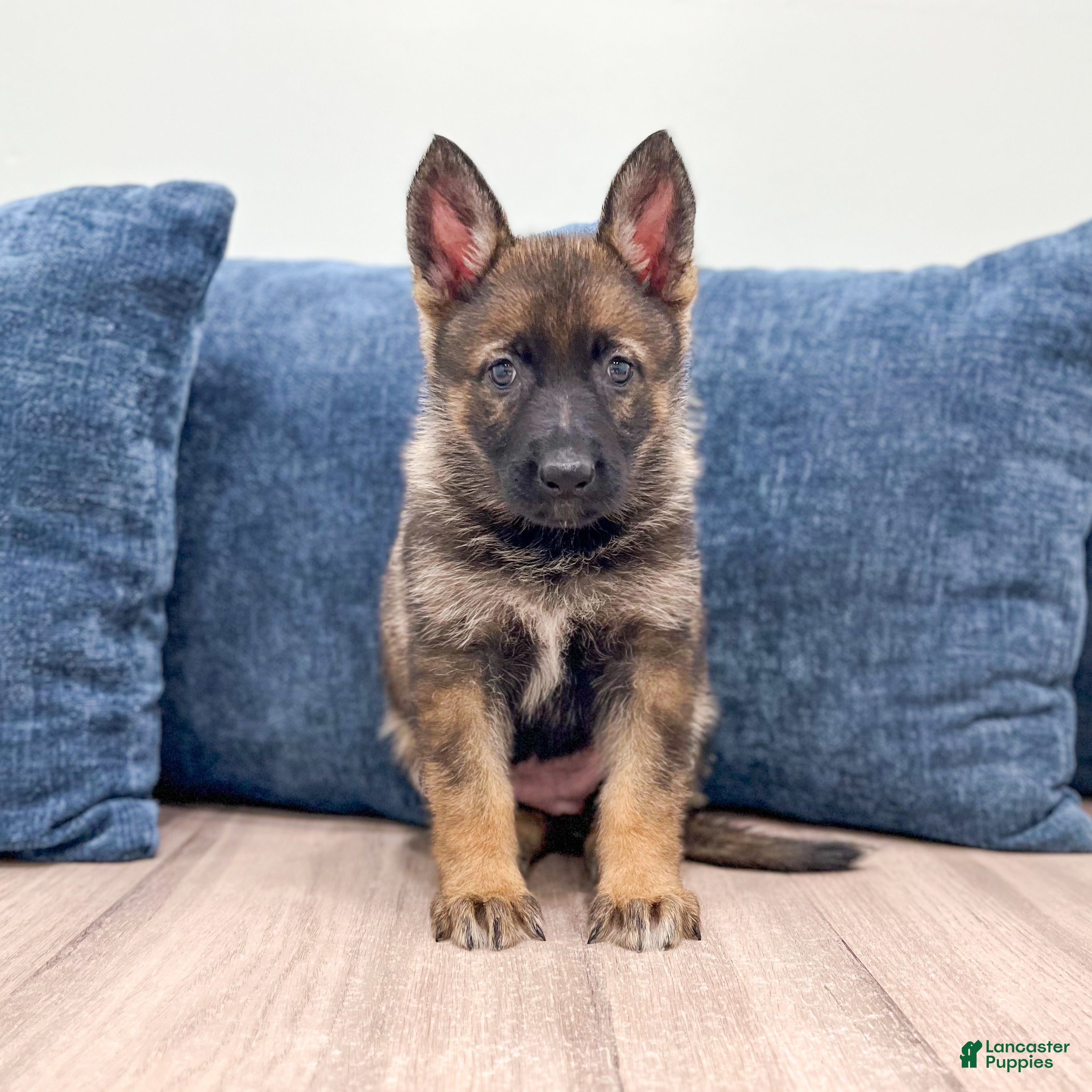 German Shepherd dogs Jewell - Ad 1