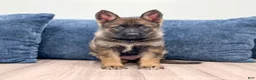 German Shepherd dogs for sale: Jewell - Ad 1
