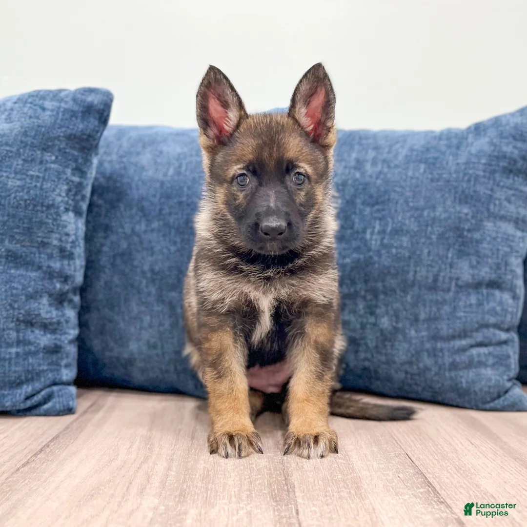 German Shepherd dogs for sale: Jewell - Ad 1