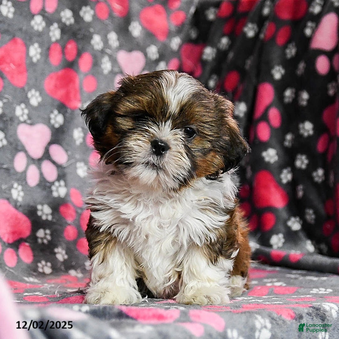 Shih Tzu dogs for sale: Ozzie - Ad 1