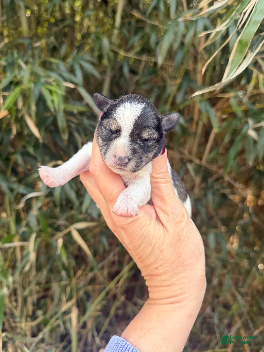 Miniature Schnauzer dogs for sale: Miniature Schnauzer Puppy 4 - Ad 1