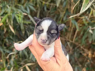 Miniature Schnauzer dogs Miniature Schnauzer Puppy 4 - Ad 19