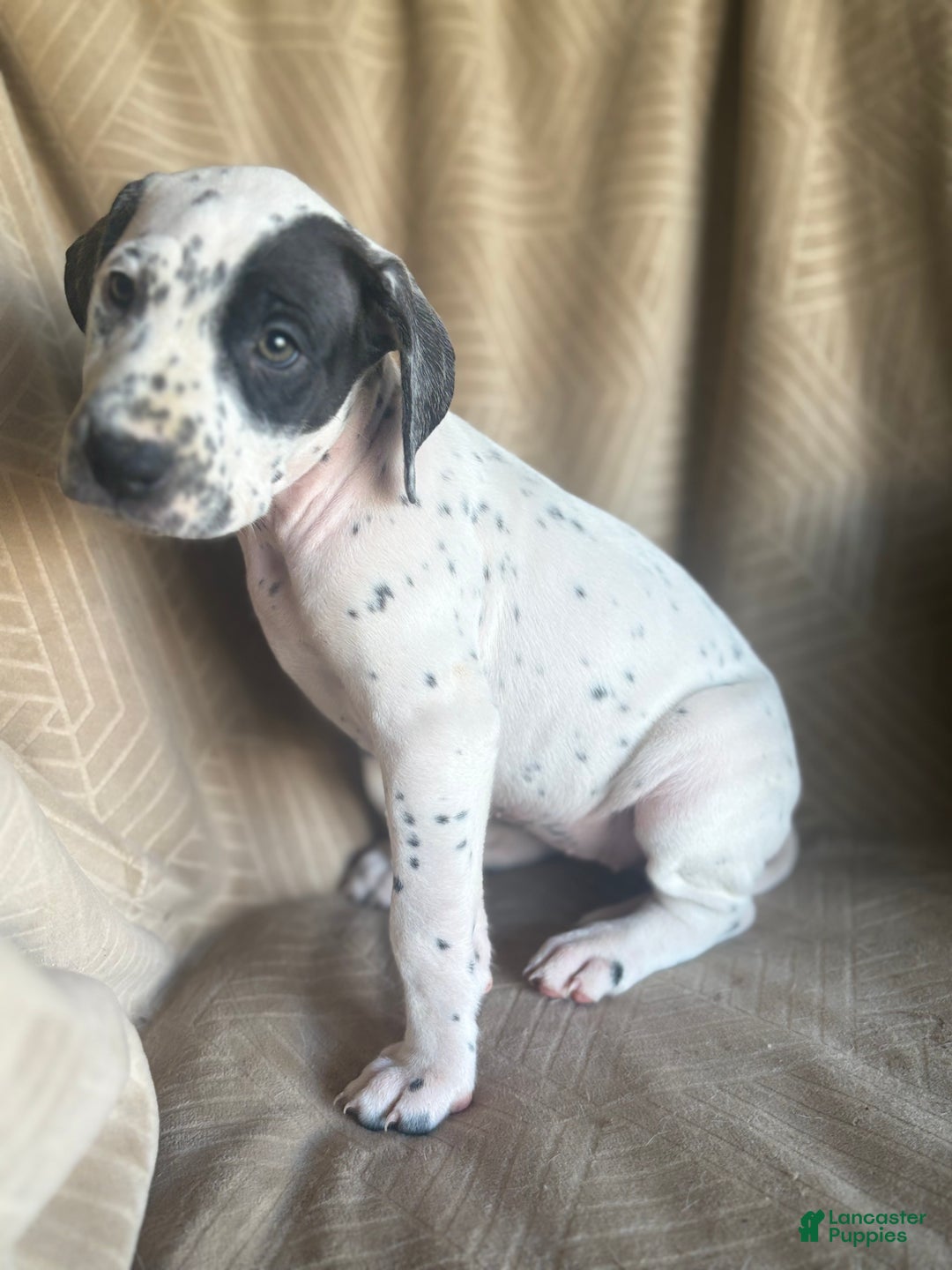 Mixed Breed dogs for sale: Roxanne - Ad 6