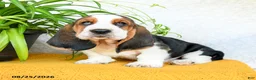 Basset Hound dogs for sale: Deacon - Ad 3