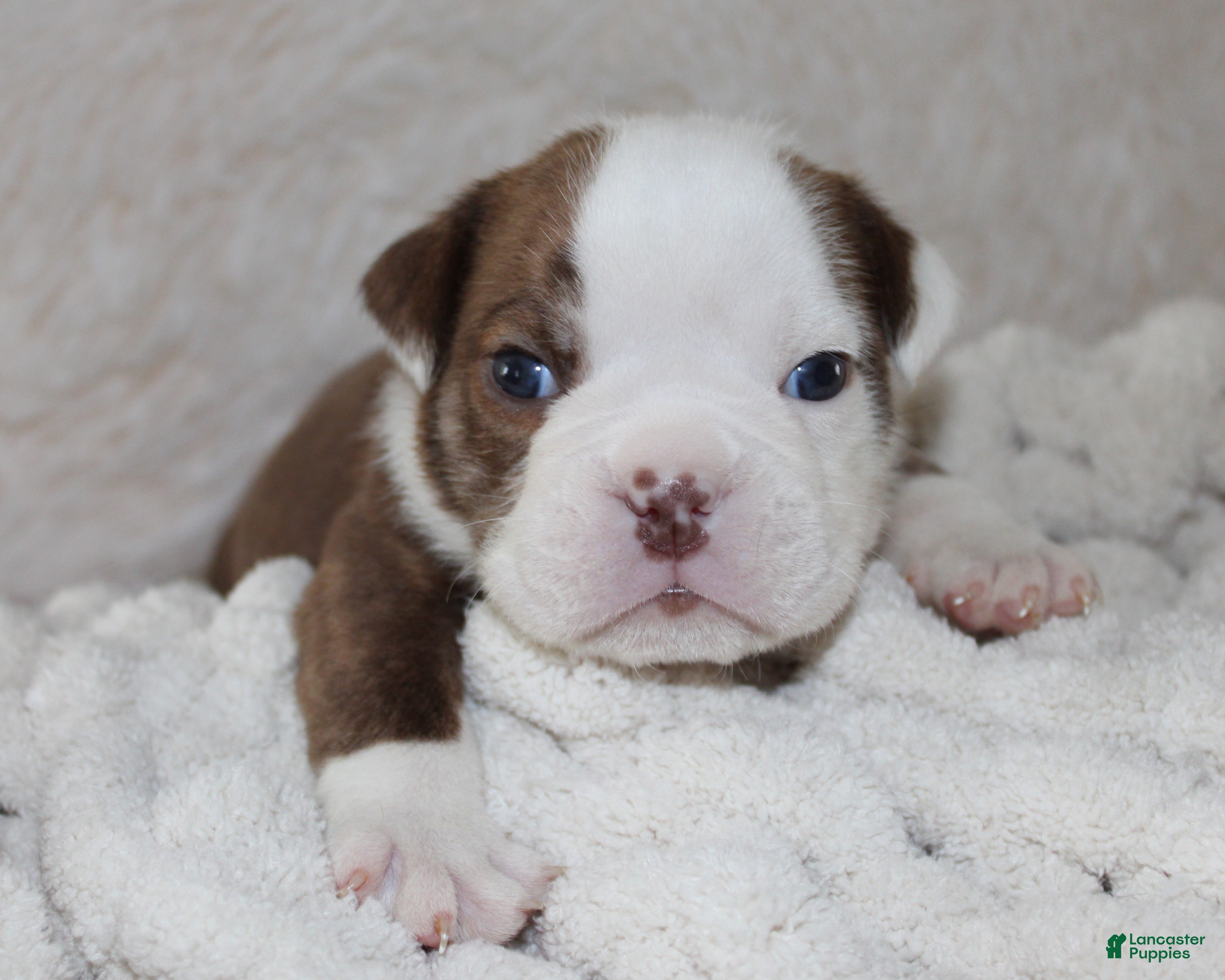 English Bulldog dogs Hudson - Ad 1