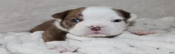 English Bulldog dogs for sale: Hudson - Ad 1