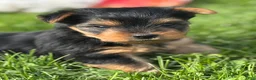 Yorkshire Terrier dogs for sale: Hershey - Ad 4