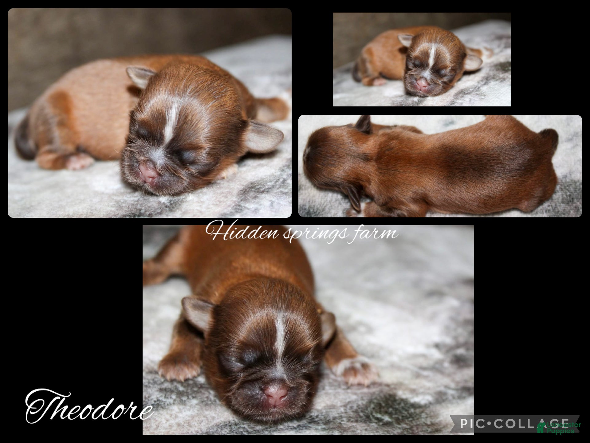 Shih Tzu dogs Theodore - Ad 9