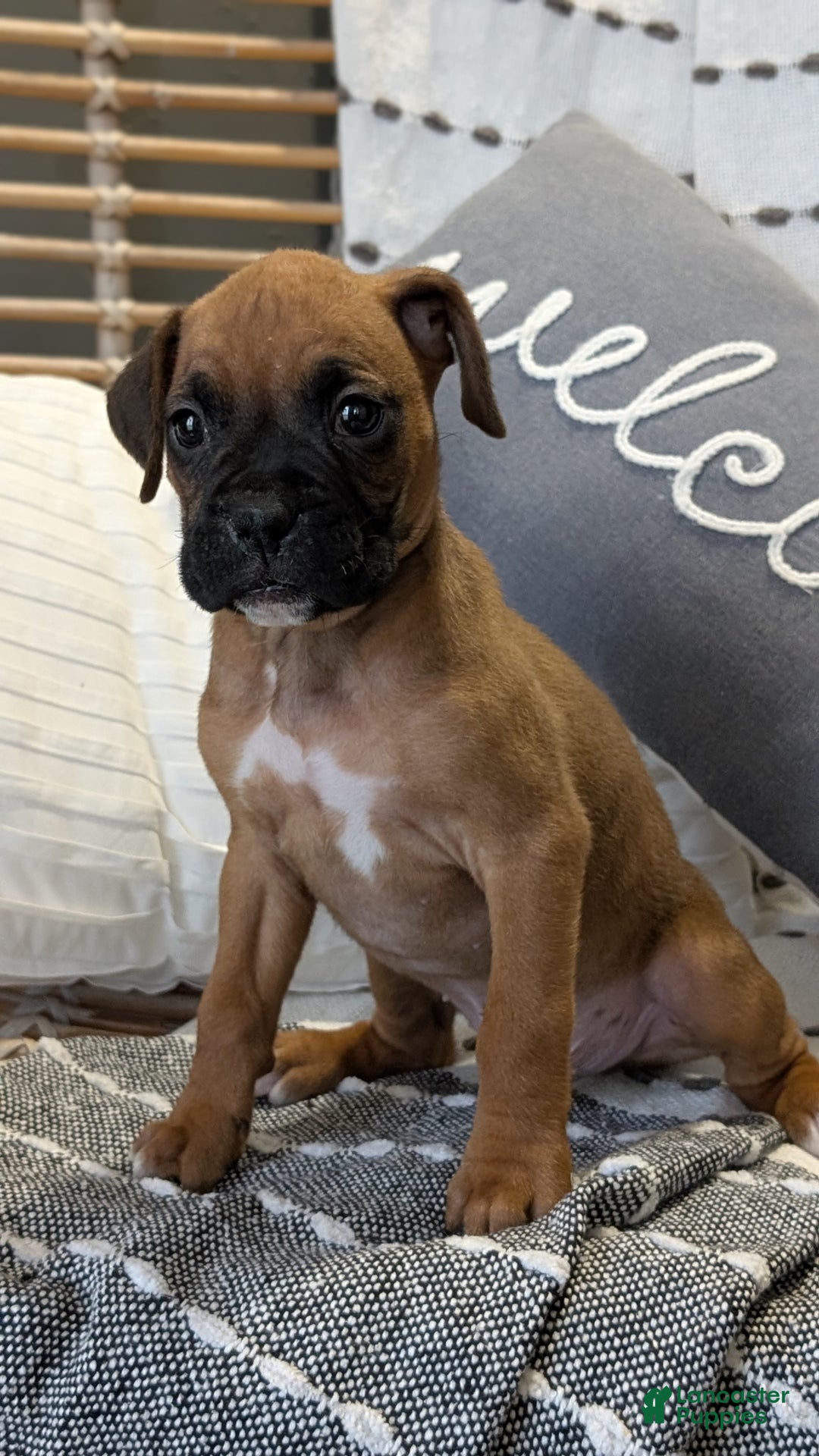 Boxer dogs for sale: Hunter - Ad 4
