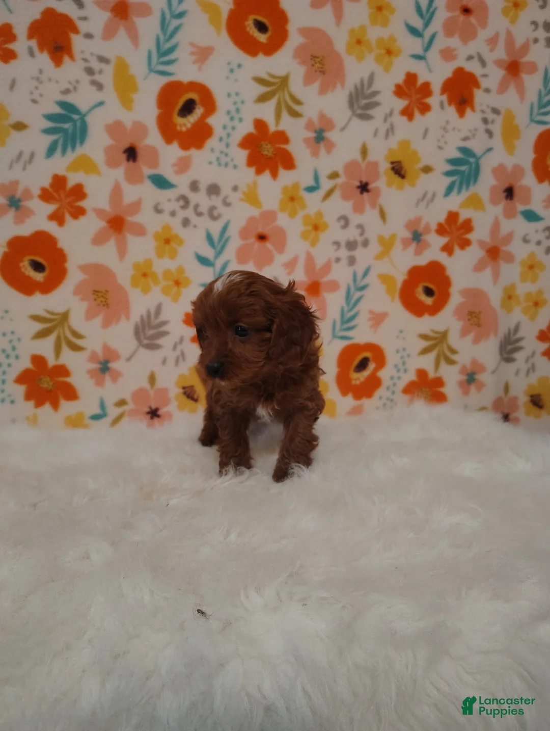 Cavapoo dogs for sale: April - Ad 6