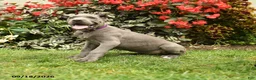 Cane Corso dogs for sale: Lotus  - Ad 5