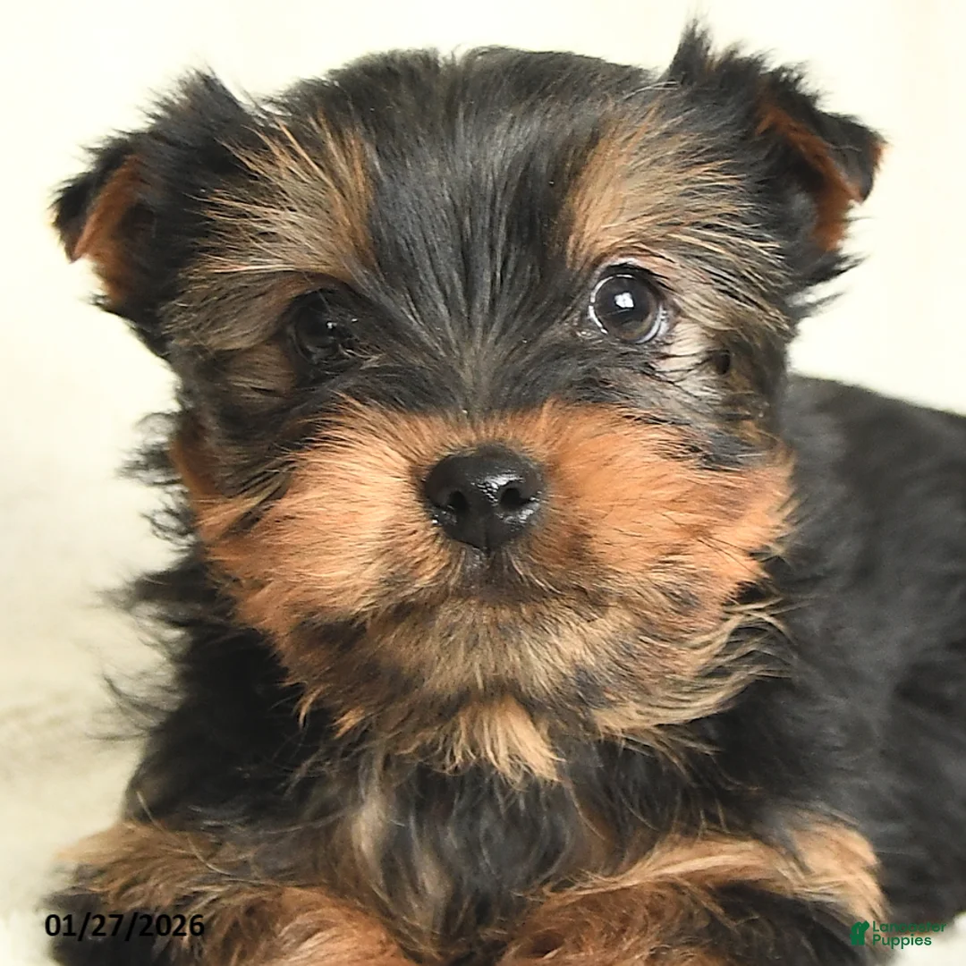 Yorkshire Terrier dogs for sale: Tennessee - Ad 3