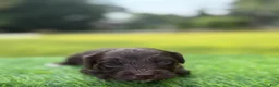 Cockapoo dogs for sale: Nixon - Ad 4