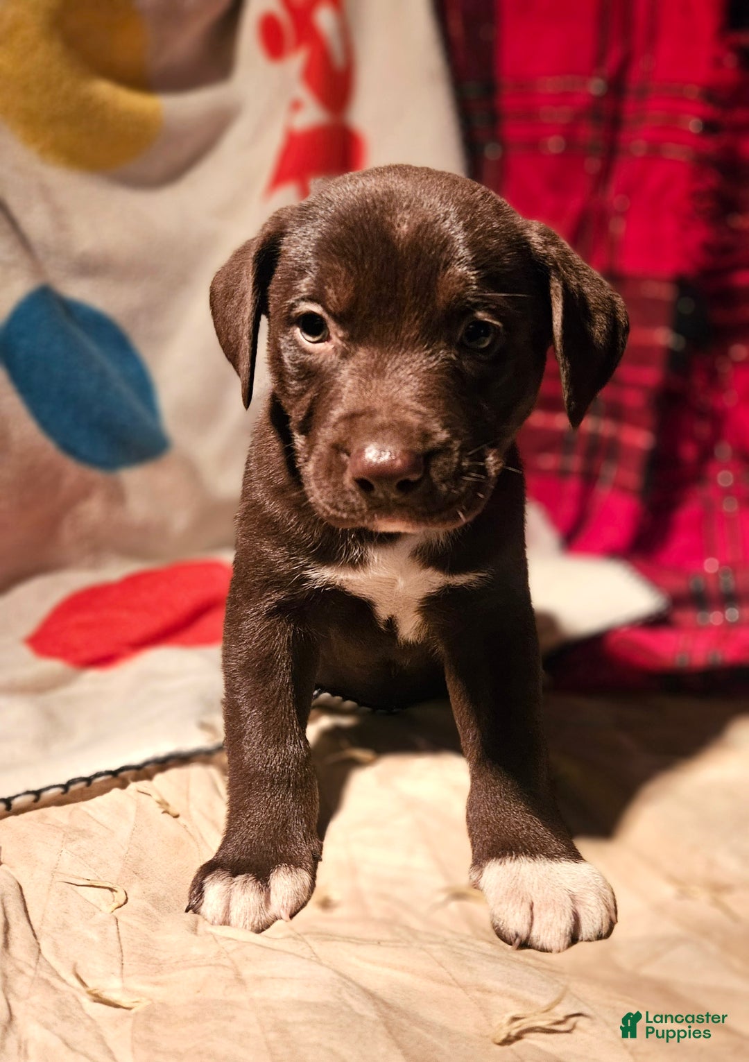 Border Collie dogs for sale: Cierra - Ad 1