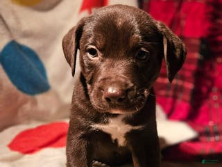 Border Collie dogs Cierra - Ad 42