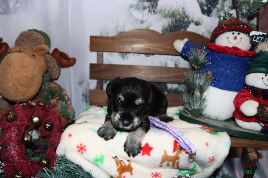 Miniature Schnauzer dogs for sale: skylar - Ad 3