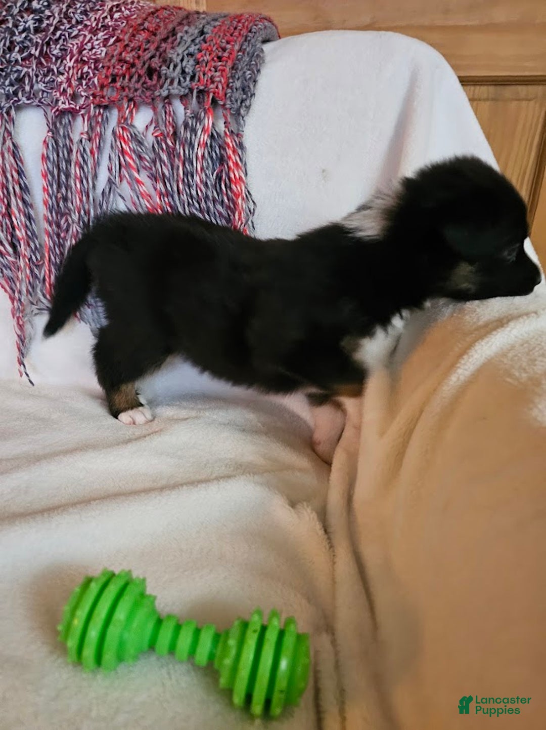 Australian Shepherd dogs for sale: Moony - Ad 3