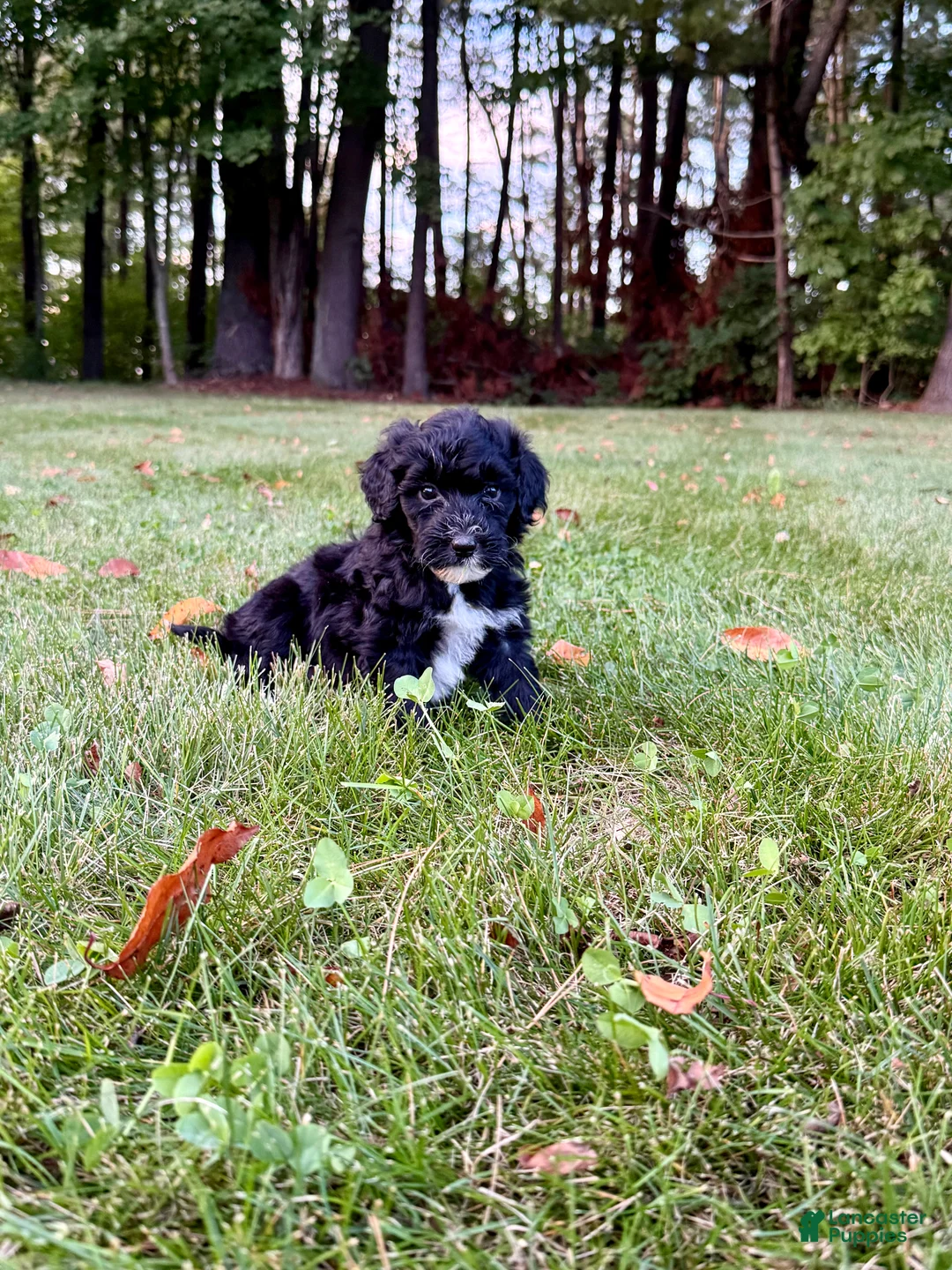 Portuguese Water Dog dogs for sale: Izzy - Ad 2