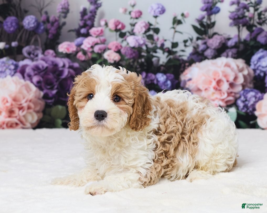 Cavapoo dogs Tyla - Ad 24