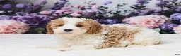 Cavapoo dogs for sale: Tyla - Ad 1
