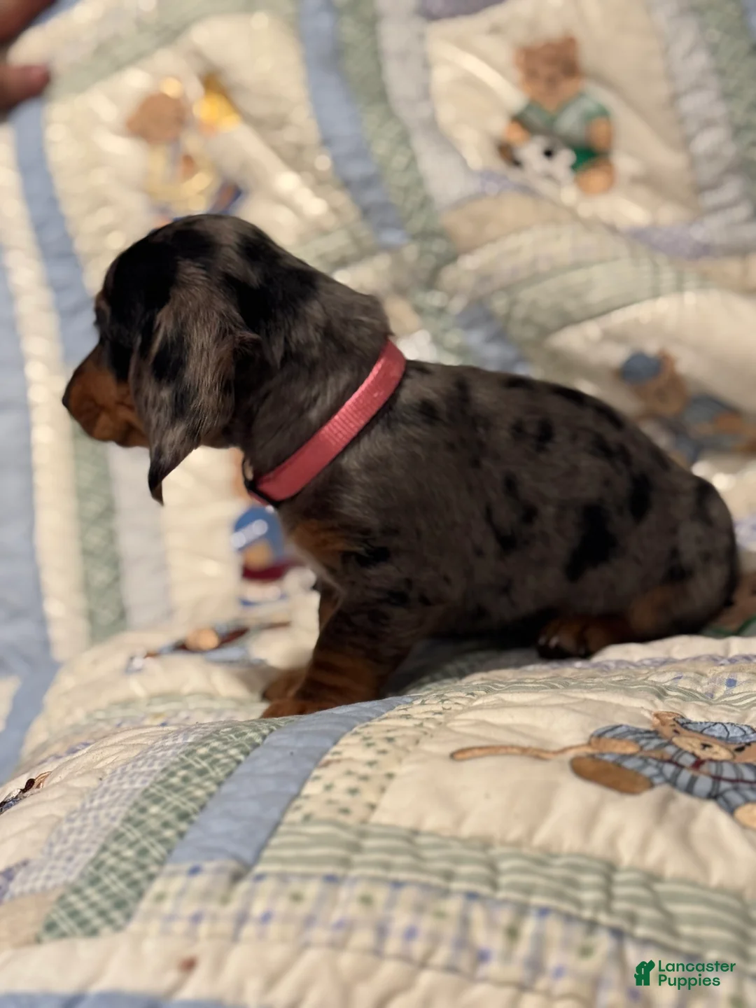 Mixed Breed dogs for sale: Violet - Ad 2