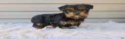 Yorkshire Terrier dogs for sale: Rocco - Ad 3