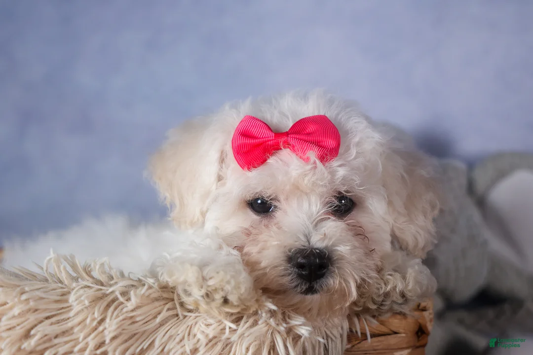 Bichon Frise dogs for sale: Dorria - Ad 15