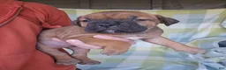 Cane Corso dogs for sale: ICCF Sonya  - Ad 4